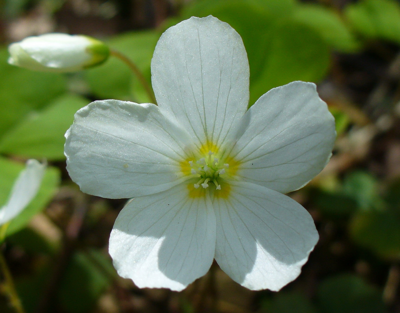 Изображение особи Oxalis acetosella.