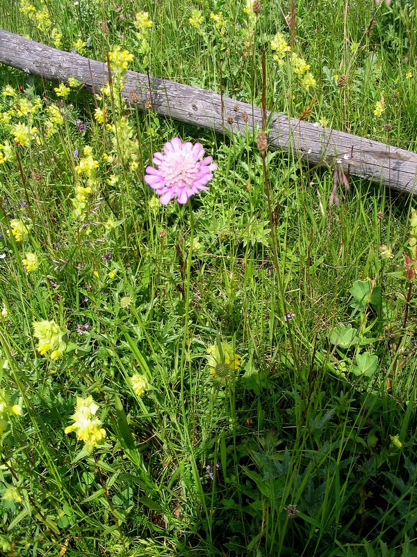 Image of Scabiosa columbaria specimen.