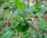 Euonymus europaeus. Верхушка побега с соцветием. Краснодарский край, Апшеронский р-н, окр. пос. Мезмай, Гуамское ущелье. 01.05.2014.