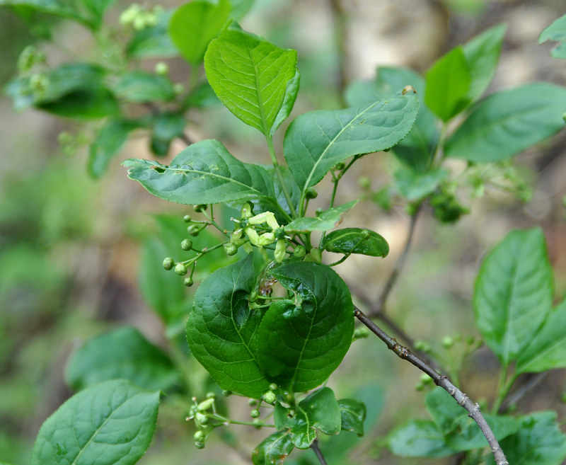 Изображение особи Euonymus europaeus.