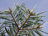 Abies grandis. Верхняя часть ветки с распускающимися почками (у хвоинок видна их нижняя сторона). Германия, г. Дюссельдорф, Ботанический сад университета. 04.05.2014.