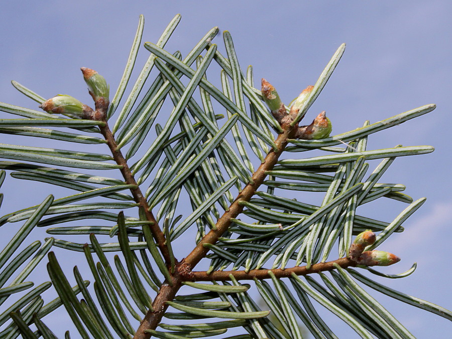 Изображение особи Abies grandis.