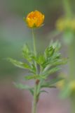 Potentilla