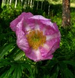 Paeonia anomala