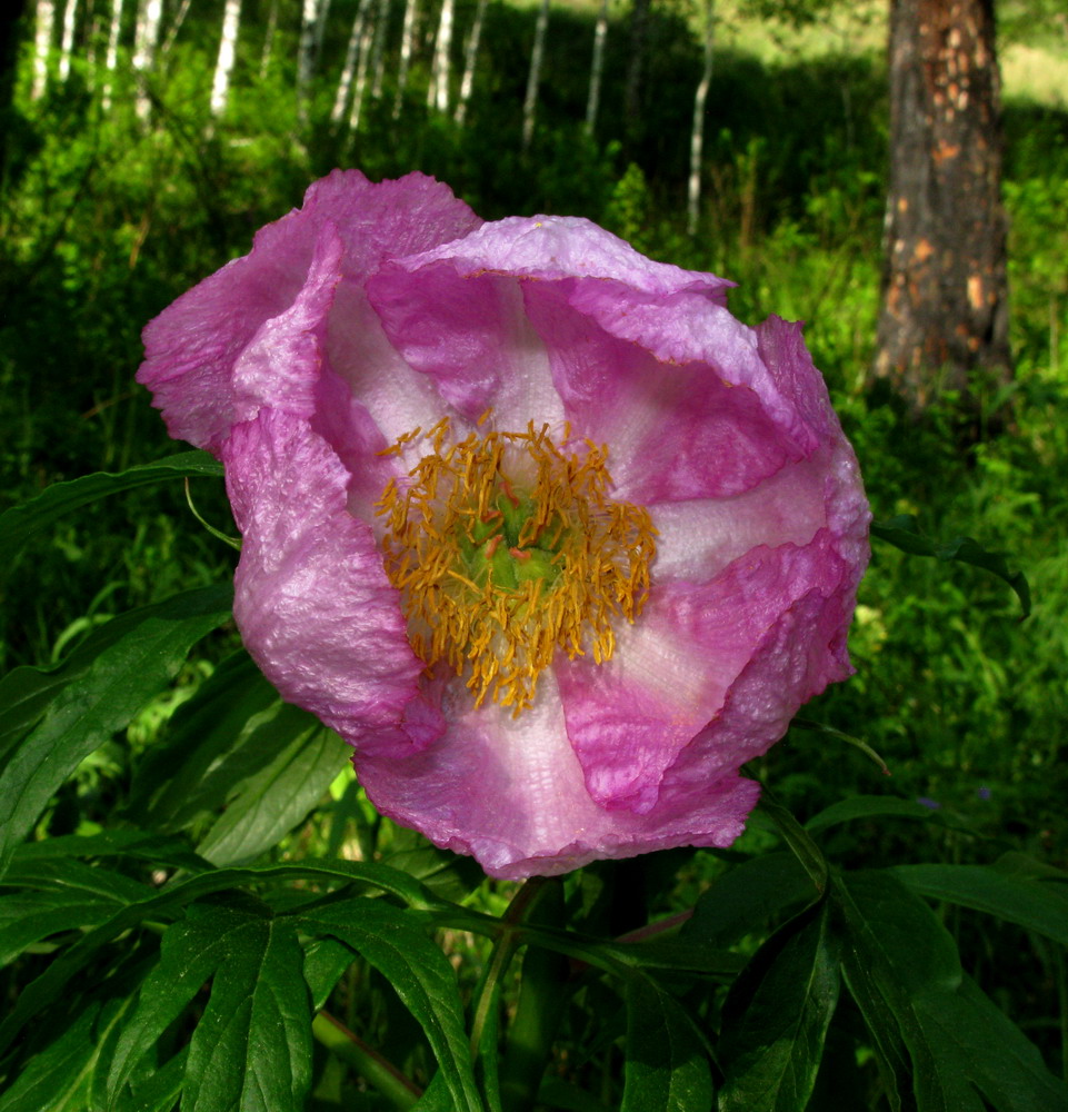 Image of Paeonia anomala specimen.