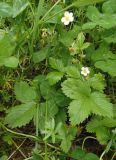 Fragaria vesca