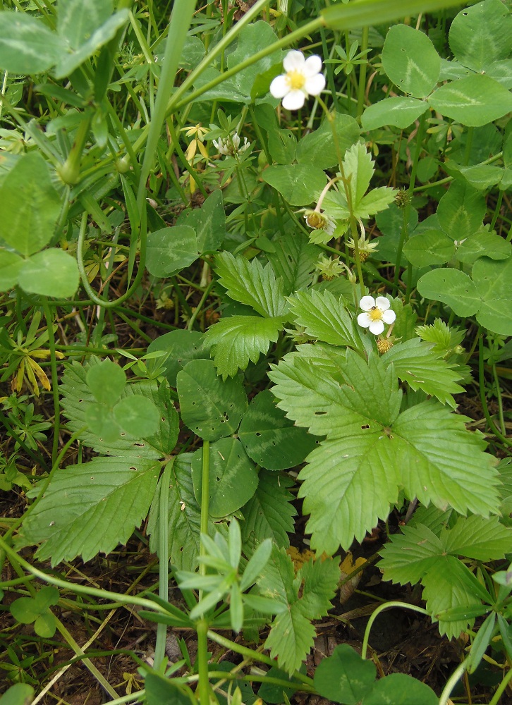 Изображение особи Fragaria vesca.