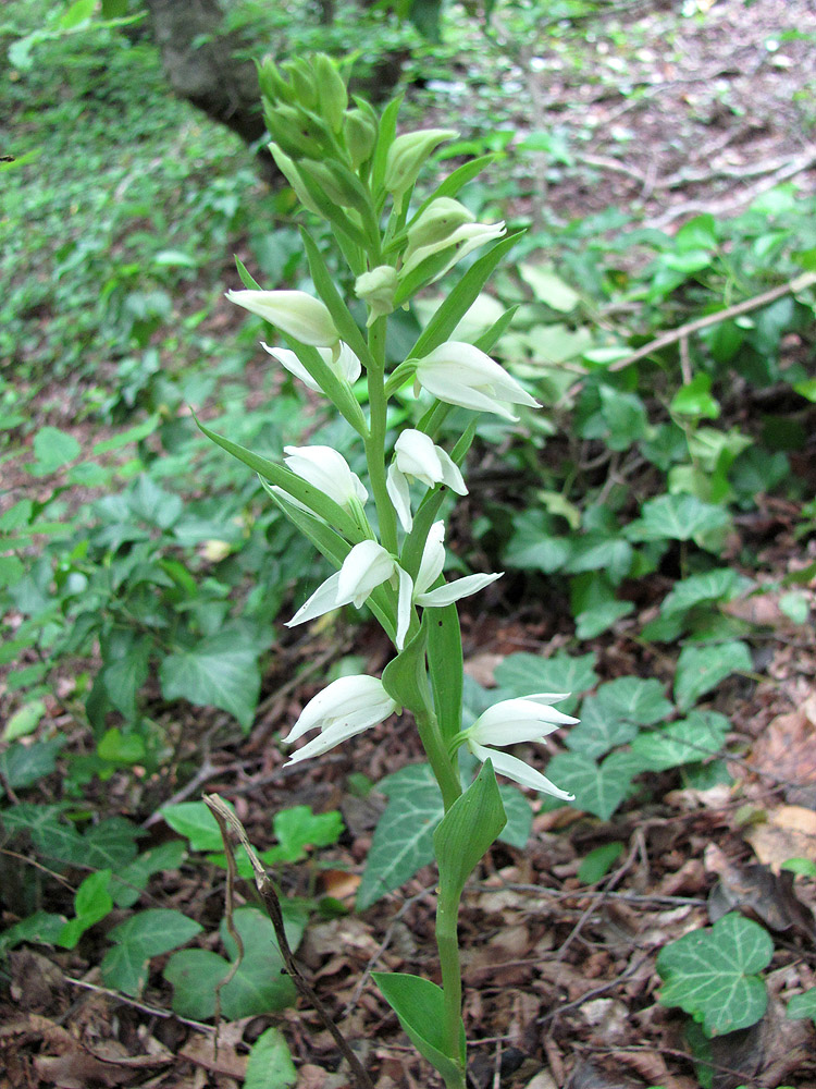 Изображение особи Cephalanthera epipactoides.