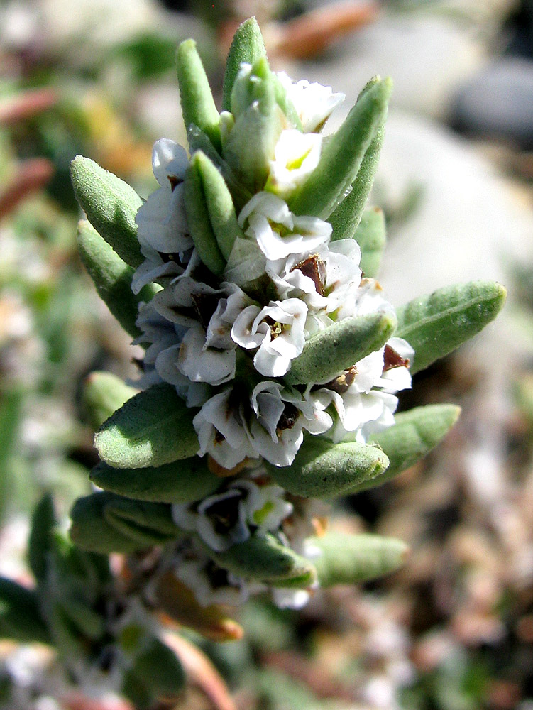 Изображение особи Polygonum maritimum.