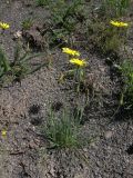 Tragopogon reticulatus