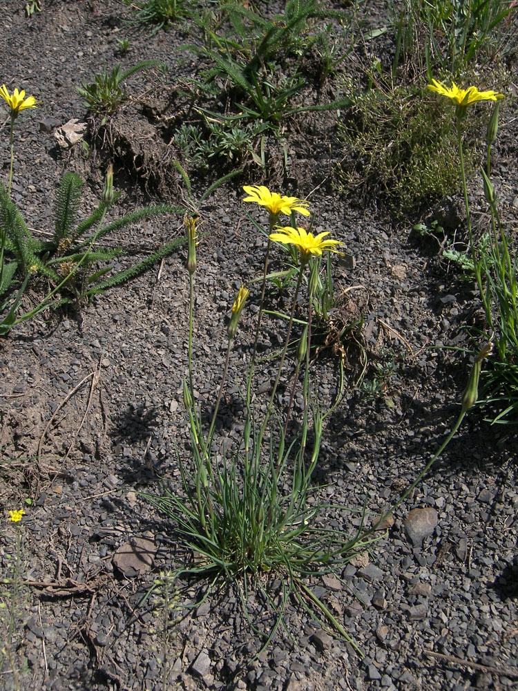 Изображение особи Tragopogon reticulatus.