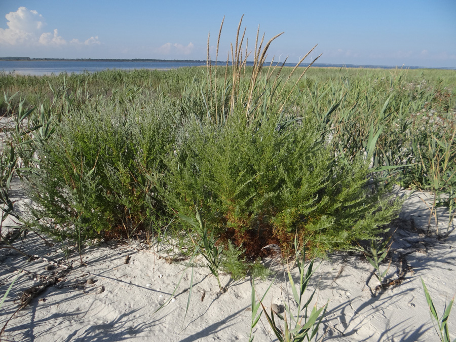 Image of Artemisia arenaria specimen.