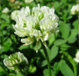 Trifolium repens