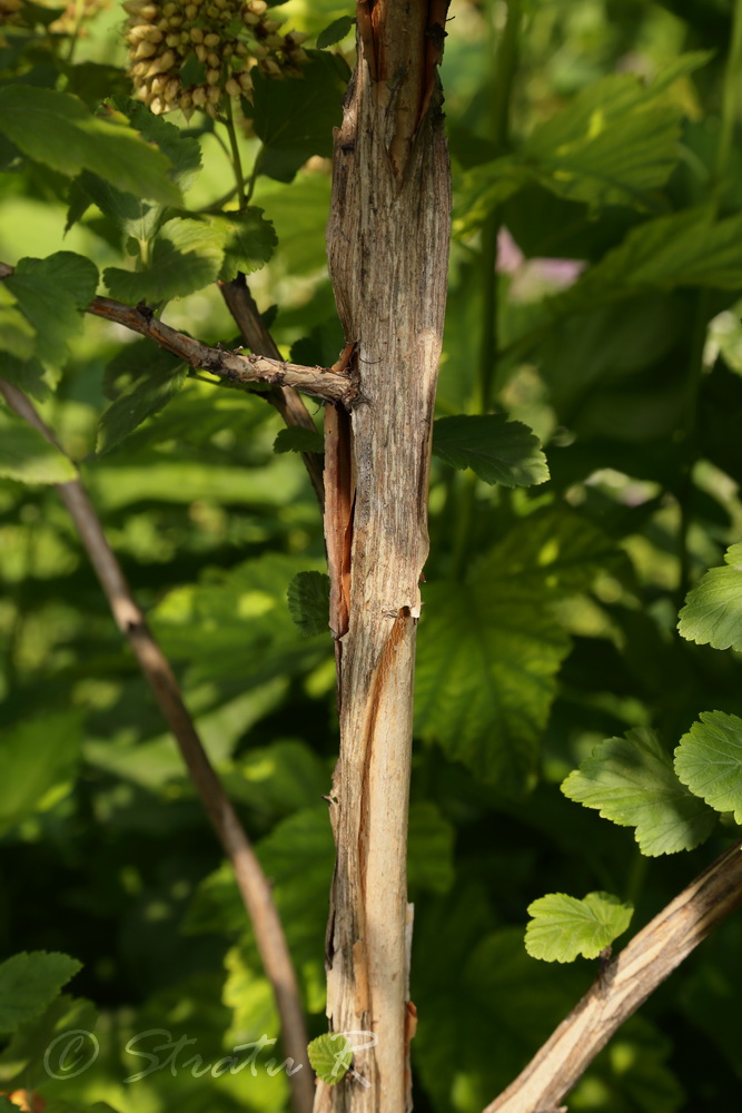 Image of Physocarpus opulifolius specimen.