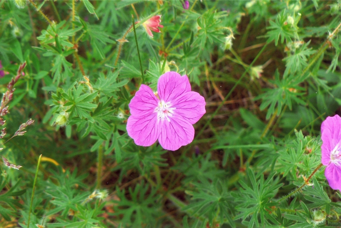 Image of Geranium sanguineum specimen.