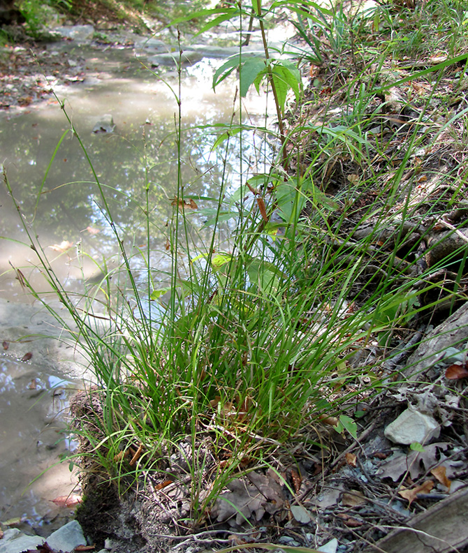 Изображение особи Carex remota.