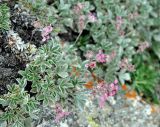 Potentilla divina. Цветущее растение. Карачаево-Черкесия, гора Мусса-Ачитара, каменистый склон (выс. около 3100 м н.у.м.). 31.07.2014.
