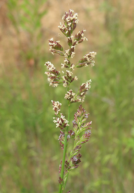 Image of Poa compressa specimen.