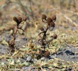 Sphaeranthus strobilifer. Плодоносящие растения. Астраханская обл., Володарский р-н, окр. с. Ямное, ООПТ \"Бугор Змеиный\", пойменный луг. 31.08.2014.