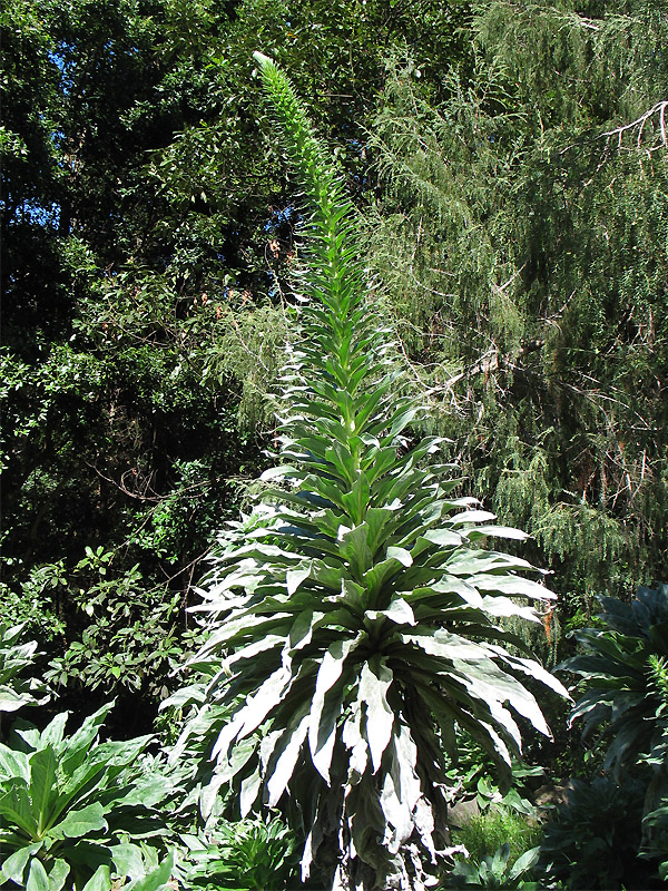 Изображение особи Echium simplex.