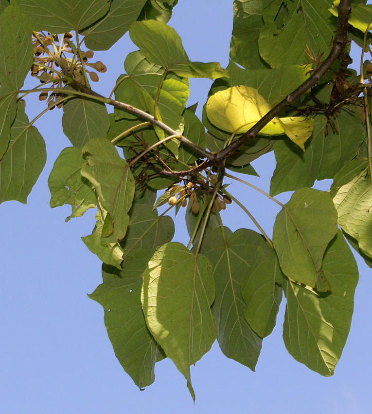 Image of Paulownia tomentosa specimen.