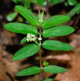 Euphorbia hypericifolia