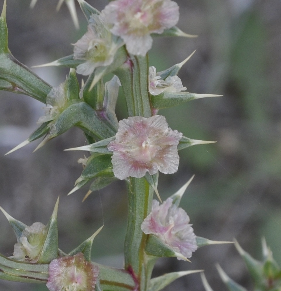 Image of Salsola pontica specimen.