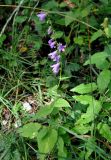 Campanula rapunculoides. Цветущее растение. Карачаево-Черкесия, окрестности города Теберда. 28.07.2014.