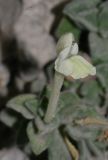 Scutellaria immaculata
