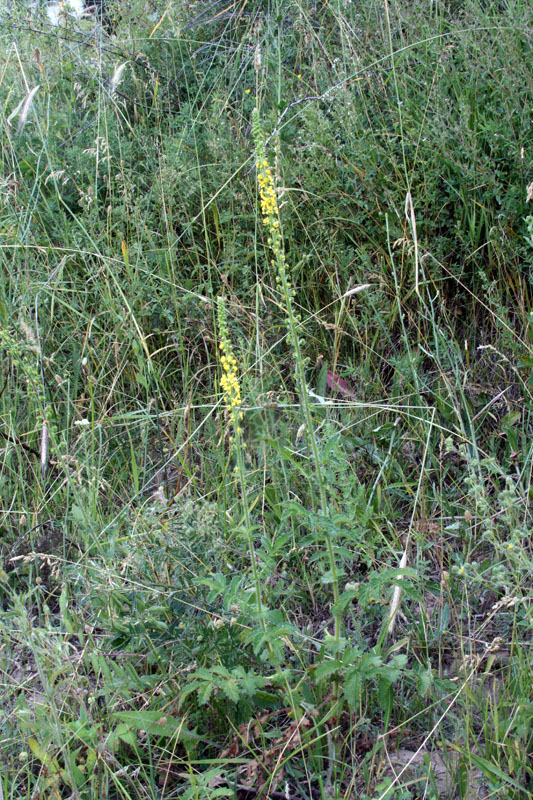 Image of Agrimonia asiatica specimen.