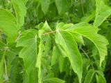 Acer negundo. Лист. Ставропольский край, Будённовский р-н, с. Покойное. 23.08.2009.
