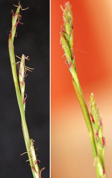 Image of Carex siderosticta specimen.