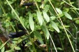 Vicia sepium. Побеги с вызревшими плодами в смешанном лесу. Хакасия, окр. г. Сорск. 13.08.2009.