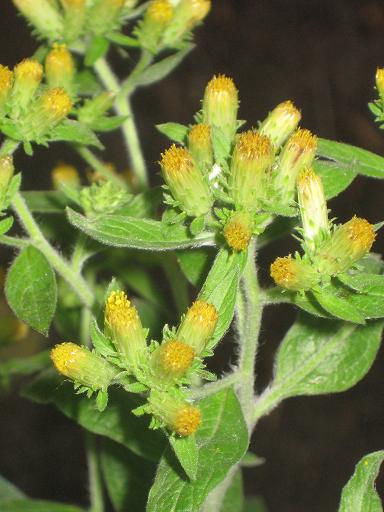 Image of Inula conyza specimen.