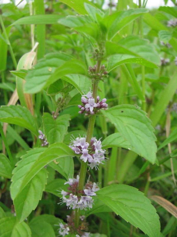 Image of Mentha arvensis specimen.