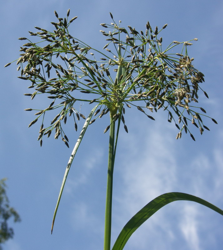 Изображение особи Scirpus radicans.