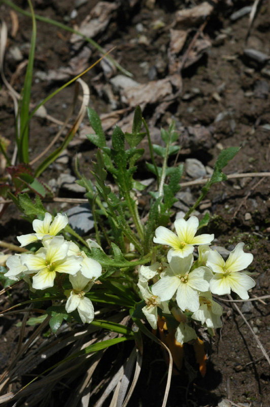 Изображение особи Chorispora songarica.