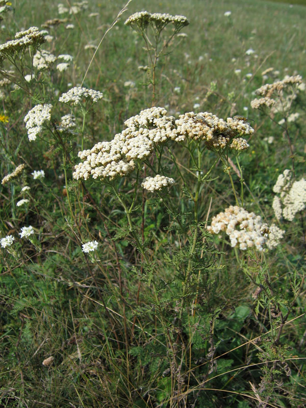 Image of Achillea nobilis specimen.