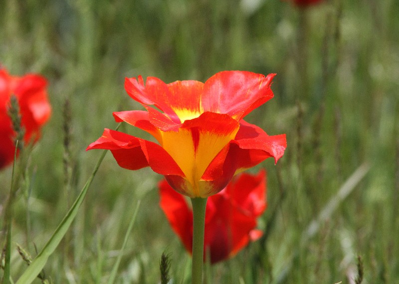 Изображение особи Tulipa greigii.