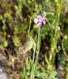 Pleconax conica