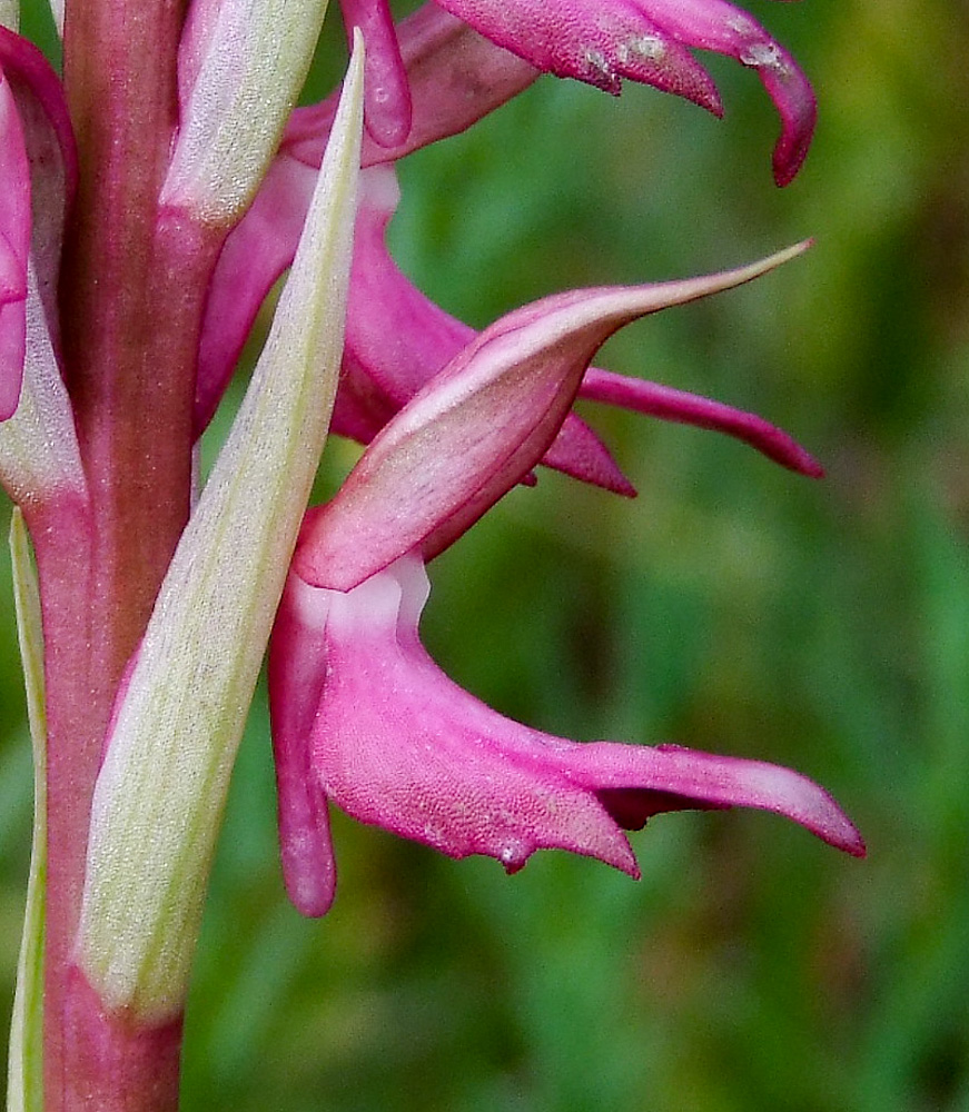 Изображение особи Anacamptis sancta.