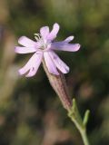 Silene guntensis