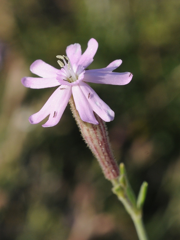 Image of Silene guntensis specimen.