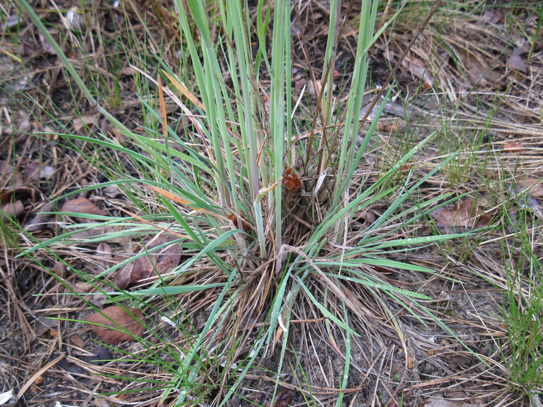 Изображение особи Koeleria glauca.