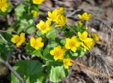 Caltha palustris