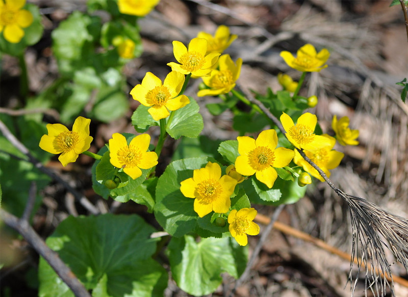 Изображение особи Caltha palustris.