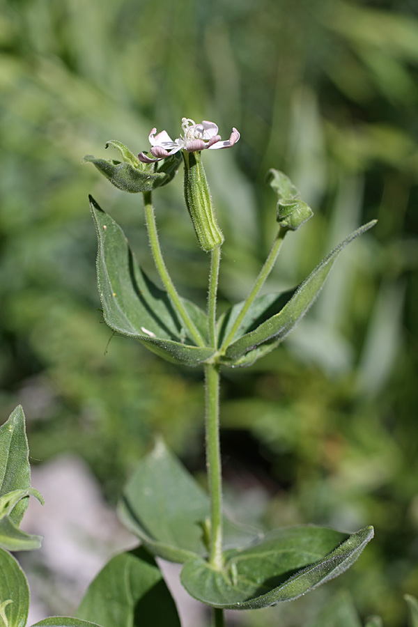 Изображение особи Silene turkestanica.