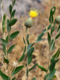 Stizolophus balsamita