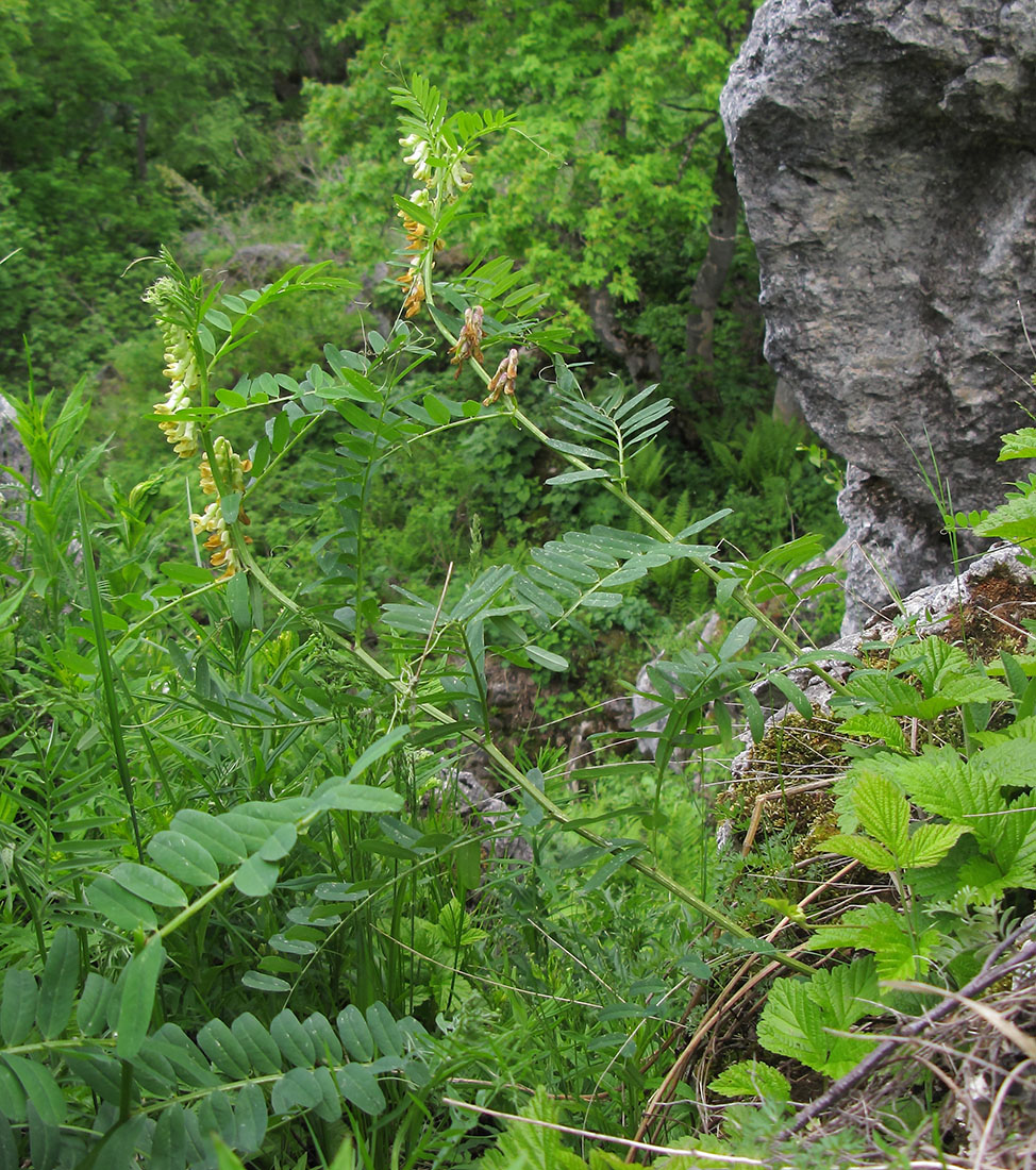 Image of Vicia balansae specimen.