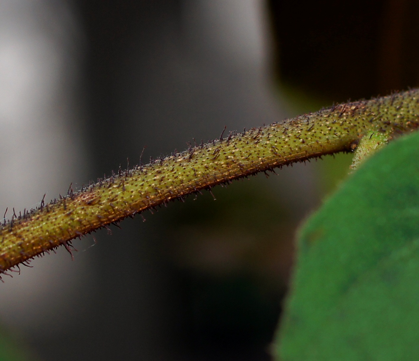 Image of Corymbia citriodora specimen.